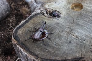 保護中: カブトムシハウス～その後
