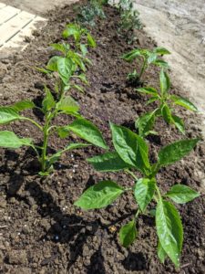 保護中: 野菜の苗植え☆